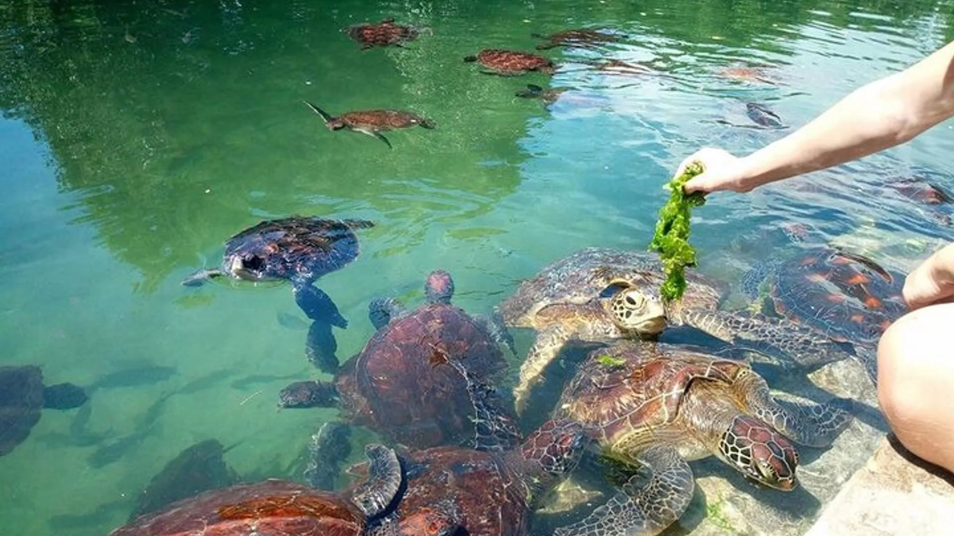 nungwi village tour and aquarium turtles