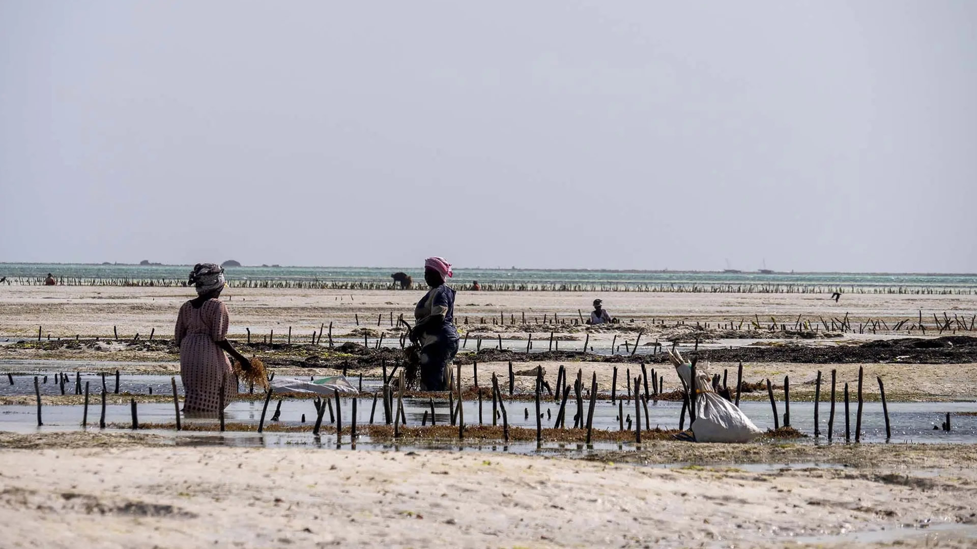 paje village and seaweed center tour