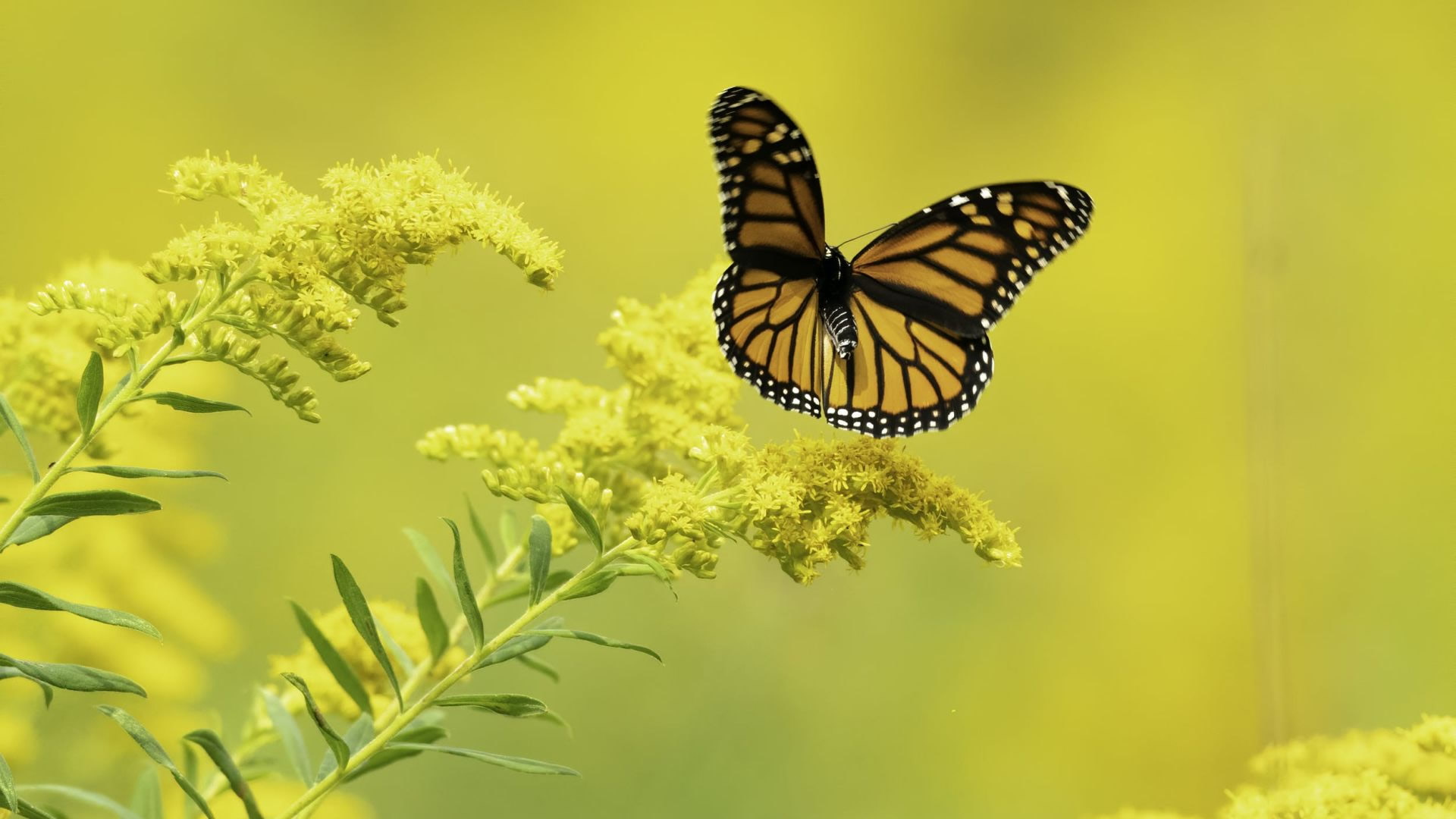 zanzibar butterfly center