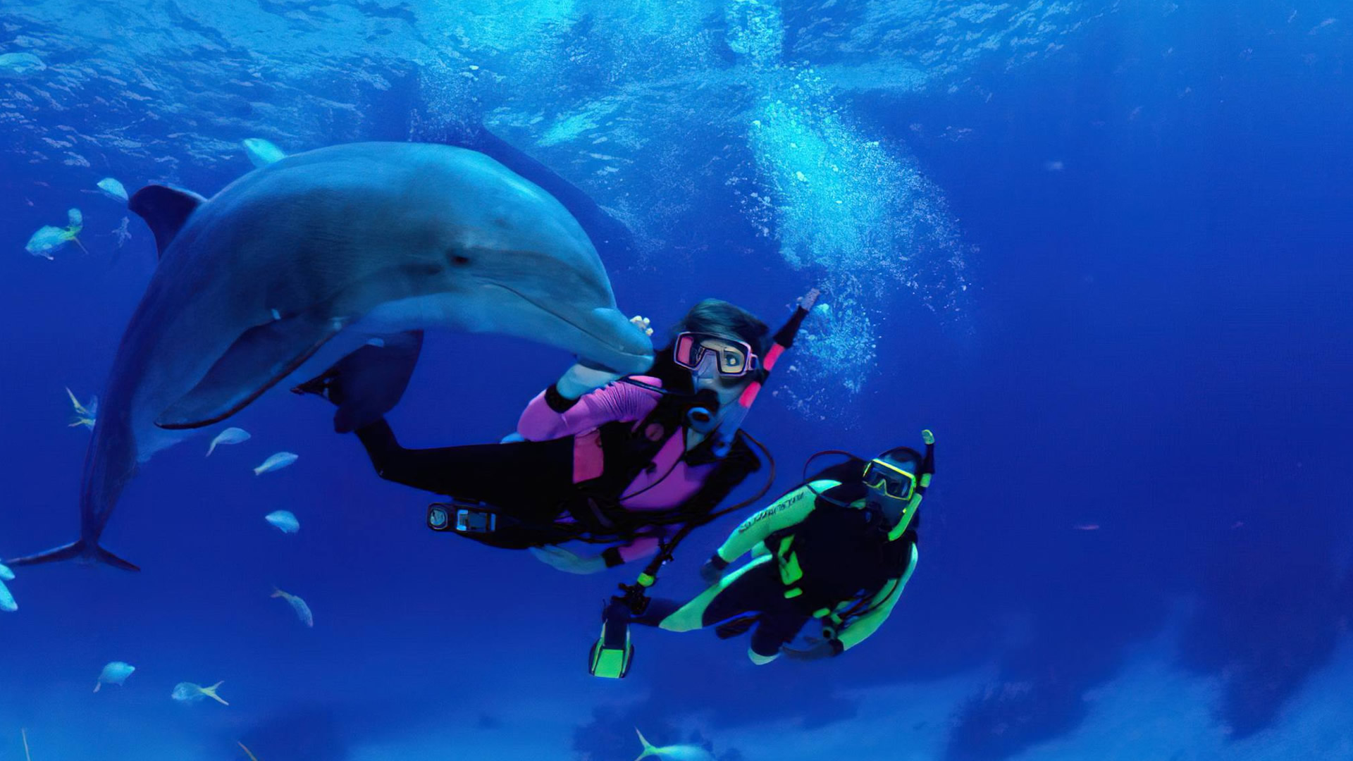 zanzibar dolphin tour