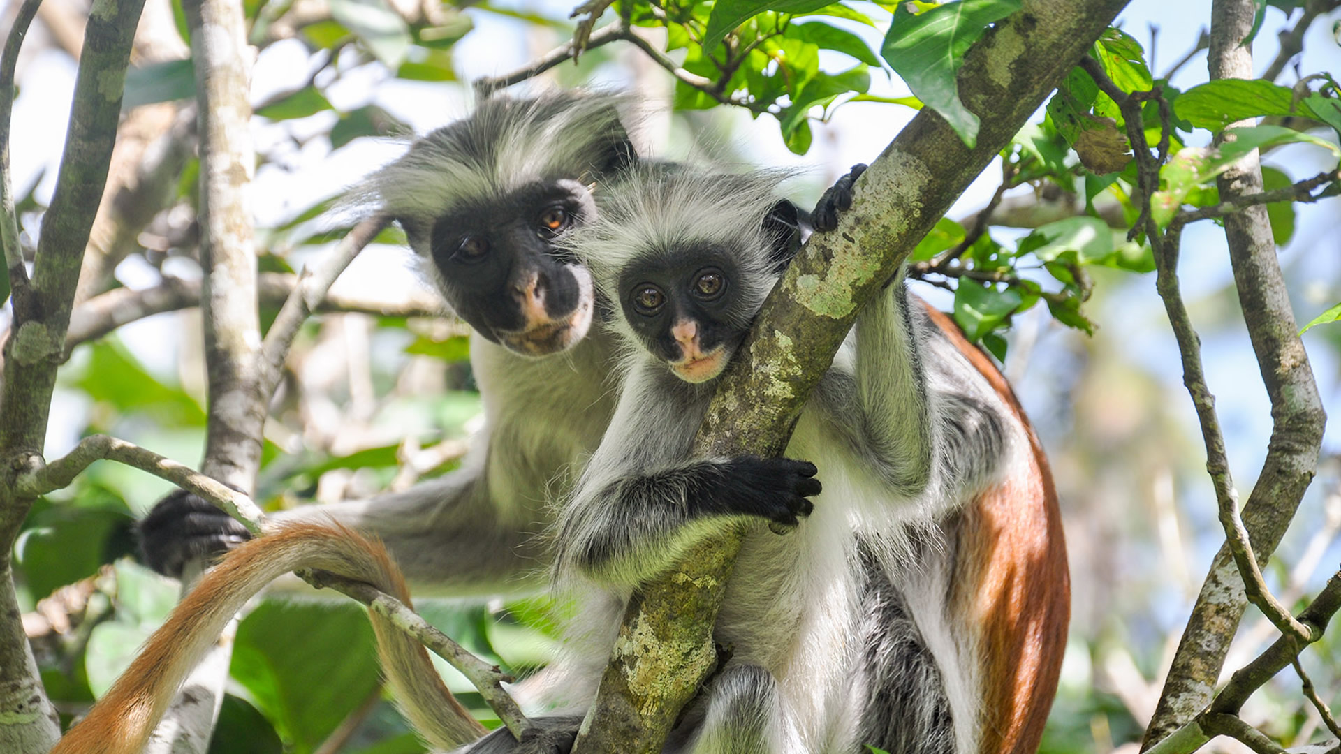 zanzibar jozani forest