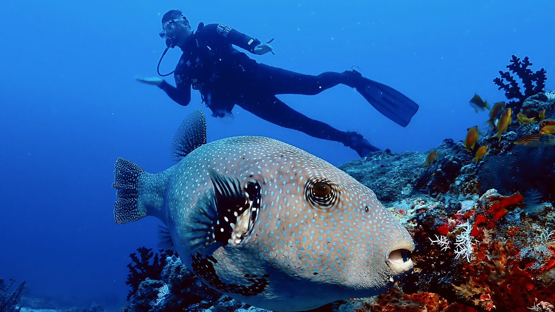 zanzibar underwater paradise